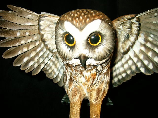 saw-whet-owl-1.jpg