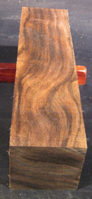 Indian Laurel - 3" x 3" x 12"