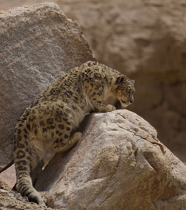 Snow Leopard Trust In Focus Snow Leopard Trust In Focus