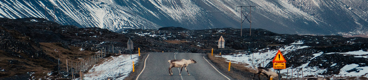 Travelling Around Iceland, Rare Spottings