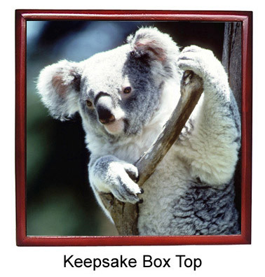 Koala Bear Keepsake Box