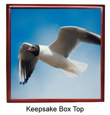 Black Headed Gull Keepsake Box