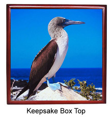 Blue Footed Booby Keepsake Box