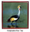 Crowned Crane Keepsake Box