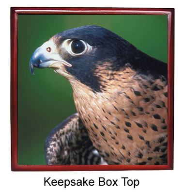 Falcon Keepsake Box