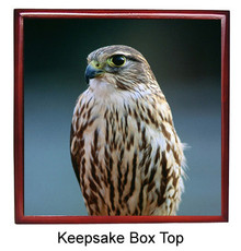 Falcon Keepsake Box
