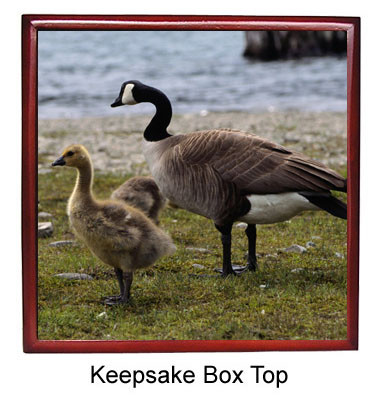Geese Keepsake Box