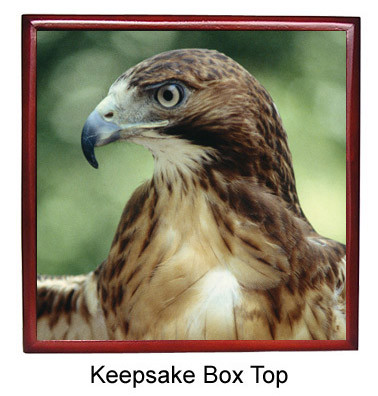 Hawk Keepsake Box