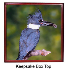 Belted Kingfisher Keepsake Box