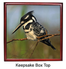 Pied Kingfisher Keepsake Box