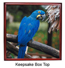 Macaw Keepsake Box