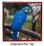 Macaw Keepsake Box