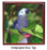 African Grey Parrot Keepsake Box
