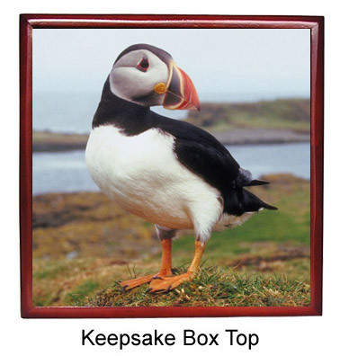 Atlantic Puffin Keepsake Box