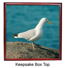 Seagull Keepsake Box