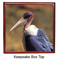 Vulture Keepsake Box