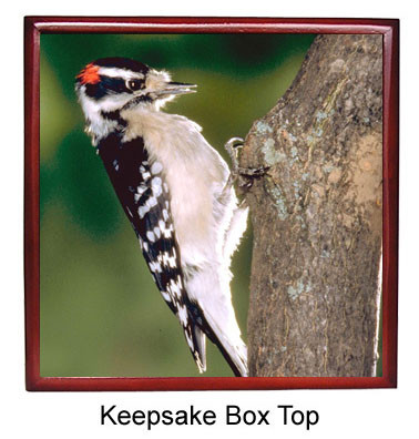 Downey Woodpecker Keepsake Box