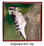 Downey Woodpecker Keepsake Box