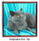 British Shorthair Cat Keepsake Box