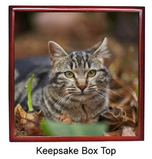 Tabby Cat Keepsake Box