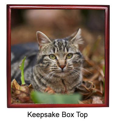 Tabby Cat Keepsake Box