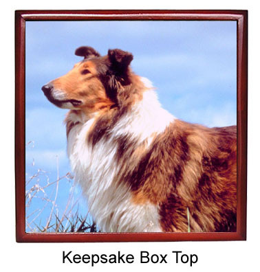 Collie Keepsake Box
