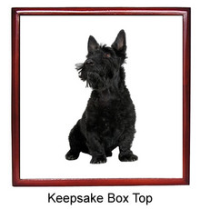 Scottish Terrier Keepsake Box