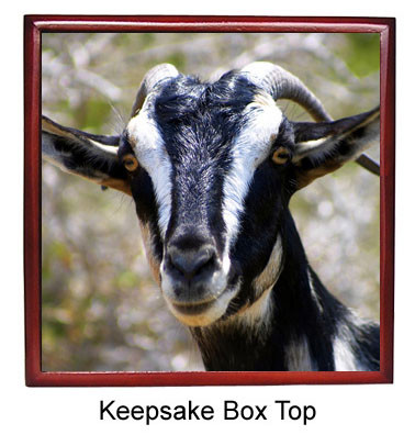 Goat Keepsake Box
