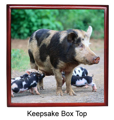 Pig Keepsake Box