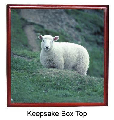 Sheep Keepsake Box