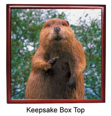 Beaver Keepsake Box