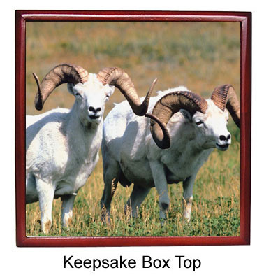 Big Horned Sheep Keepsake Box