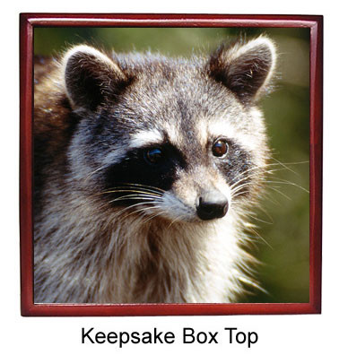 Raccoon Keepsake Box