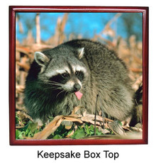 Raccoon Keepsake Box