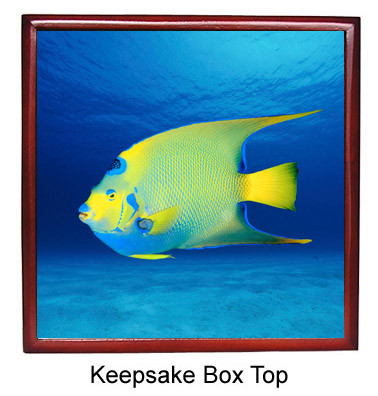 Angelfish Keepsake Box
