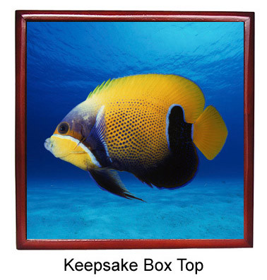 Blue Girdled Angelfish Keepsake Box