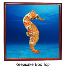 Seahorse Keepsake Box