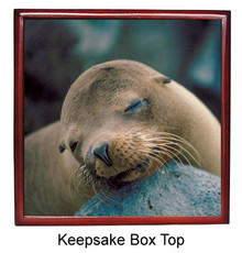 Sea Lion Keepsake Box