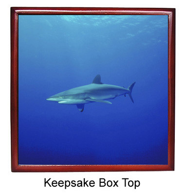 Shark Keepsake Box