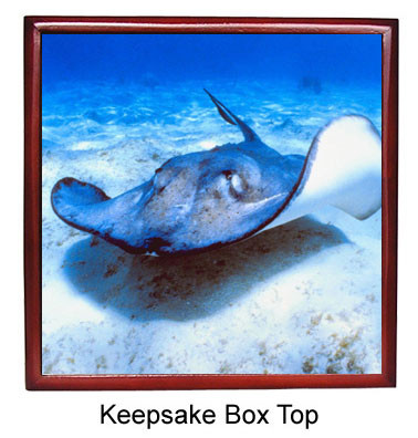 Stingray Keepsake Box