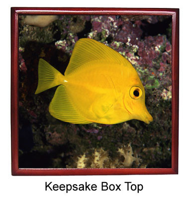 Yellow Tang Keepsake Box