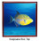 Triggerfish Keepsake Box