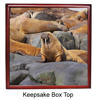 Walrus Keepsake Box