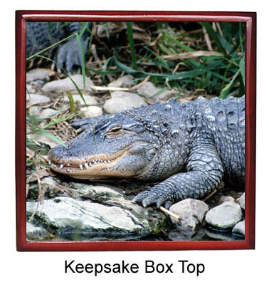 Alligator Keepsake Box