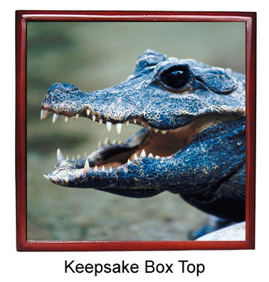 Crocodile Keepsake Box