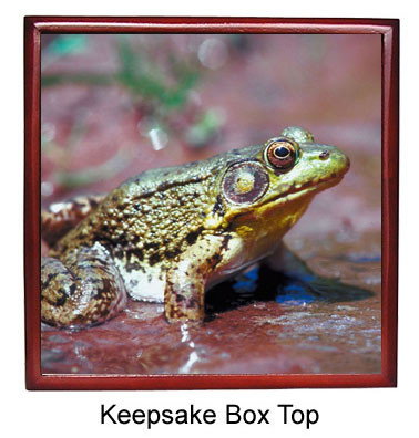 Green Frog Keepsake Box
