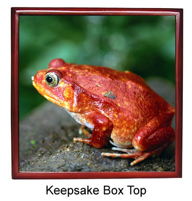 Tomato Frog Keepsake Box