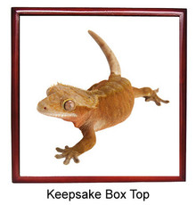 Gecko Keepsake Box