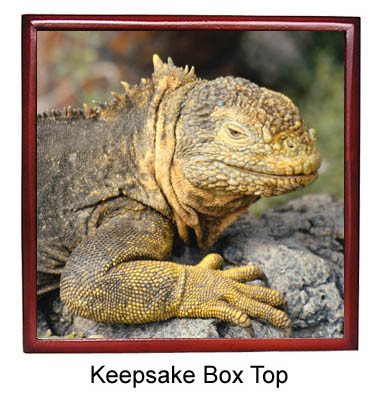 Iguana Keepsake Box