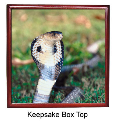 Cobra Snake Keepsake Box